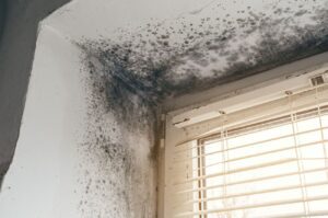 mold and mildew growth on ceiling below roof